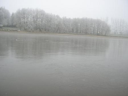 gelée