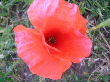 Coquelicot