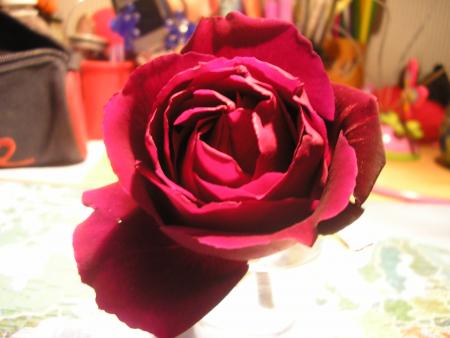 rose prune