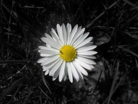 Marguerite 1