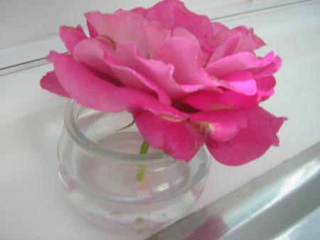 Ma rose de mon jardin !!