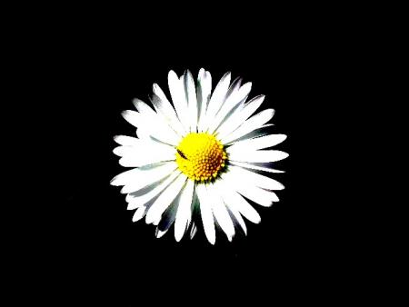 marguerite 2