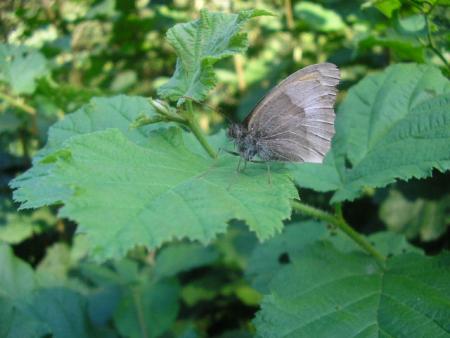 Papillon