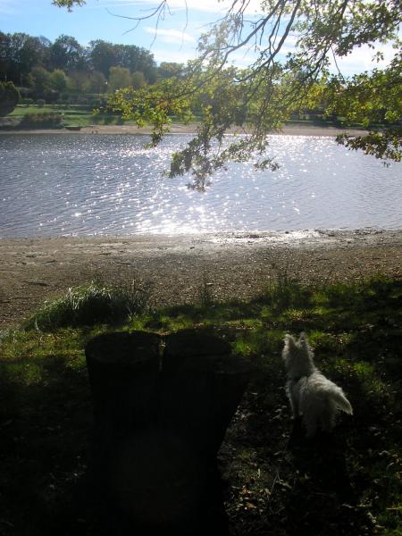 c'est beau hein ptit chien lol